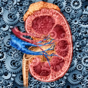 find out how the kidney functions